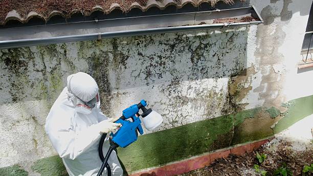 Trusted Mold Inspection service in Phoenix, IL - Cheap Mold Removal